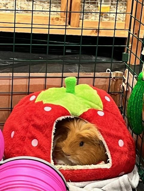 Miggy chilling in the strawberry