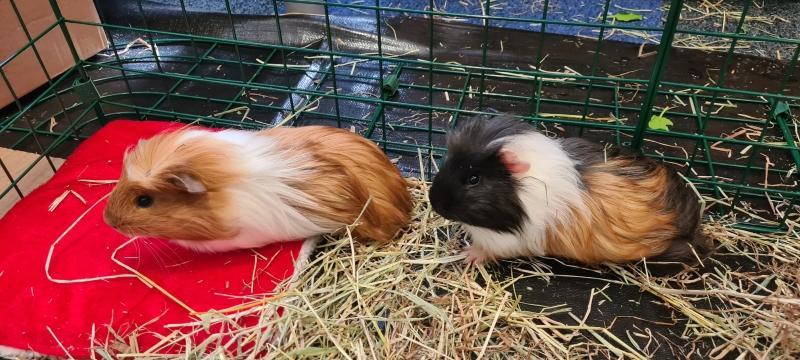 Our School Guinea Pigs